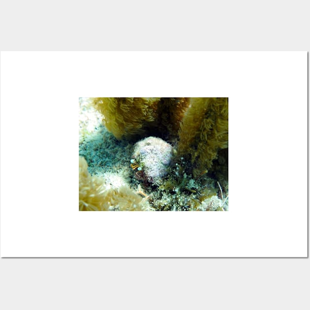 Star Eye Hermit Crab Wall Art by Scubagirlamy